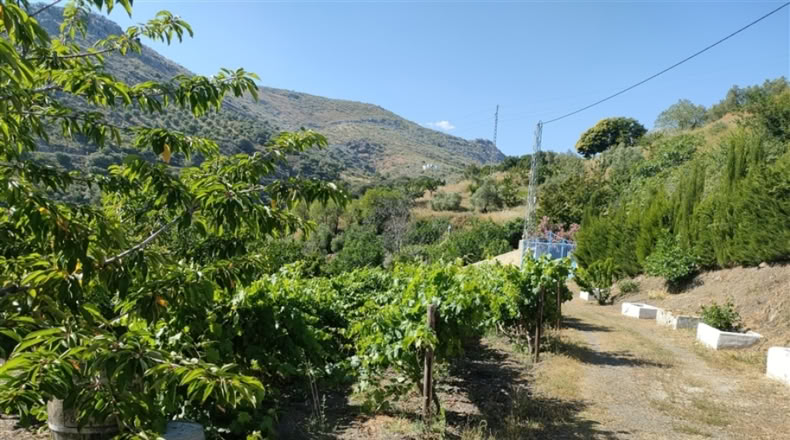 Málaga - Cartajima - 13800m2