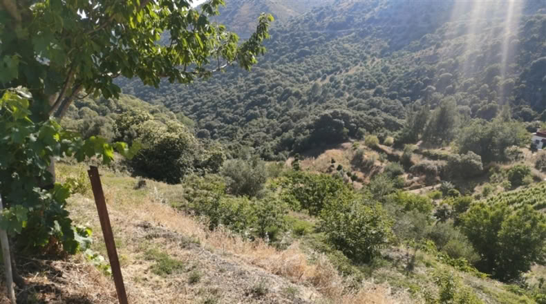 Málaga - Cartajima - 13800m2