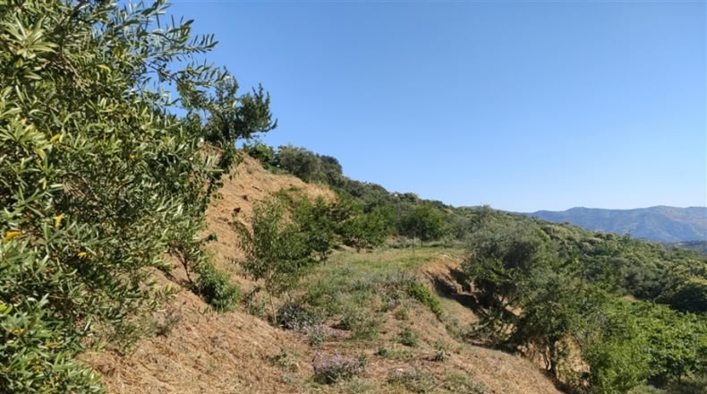 Málaga - Cartajima - 13800m2