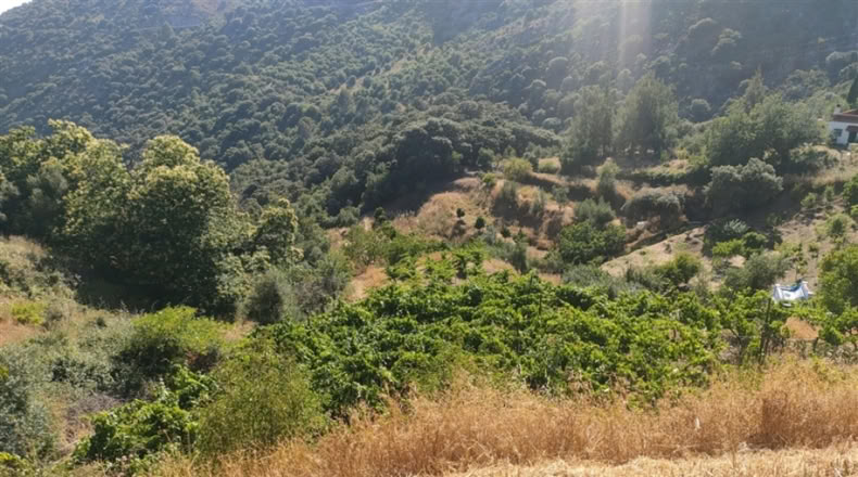 Málaga - Cartajima - 13800m2
