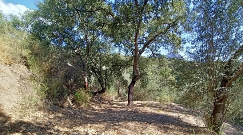 Málaga - Benarrabá - 20000m2