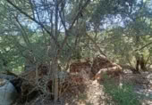 Masía con terreno en venta en Benarrabá ref: TR189065 foto