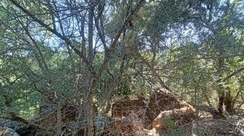 Málaga - Benarrabá - 20000m2