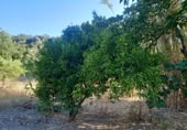 Masía con terreno en venta en Benarrabá ref: TR189065 foto