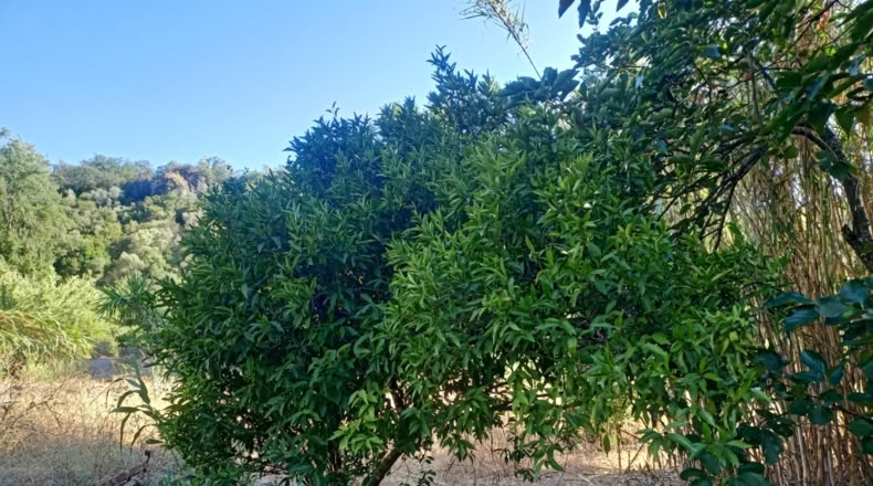 Málaga - Benarrabá - 20000m2