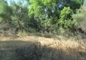 Non-developable land for sale in Cortes de la Frontera ref: TR110118 photo