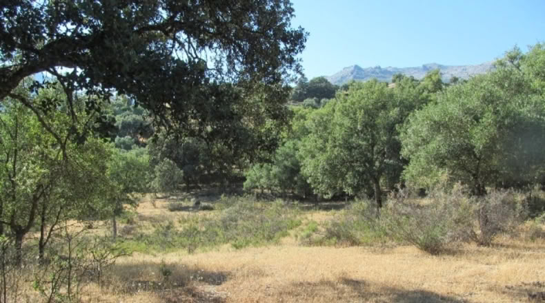 Malaga - Cortes de la Frontera - 75018m2