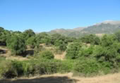 Non-developable land for sale in Cortes de la Frontera ref: TR110118 photo
