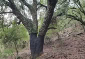 Non-developable land for sale in Cortes de la Frontera ref: TR110118 photo