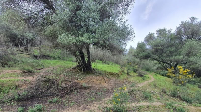 Malaga - Cortes de la Frontera - 75018m2