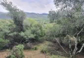 Non-developable land for sale in Cortes de la Frontera ref: TR110118 photo