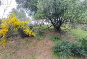 Cortes de la Frontera 75018&nbsp;m² 