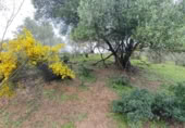 Non-developable land for sale in Cortes de la Frontera ref: TR110118 photo