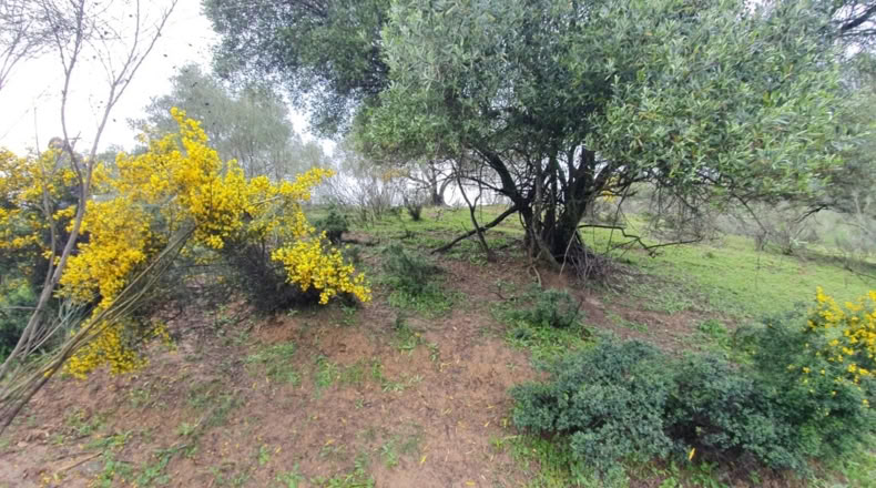 Malaga - Cortes de la Frontera - 75018m2