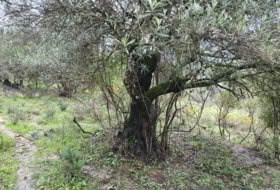 Cortes de la Frontera 75018&nbsp;m² 