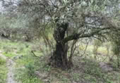 Non-developable land for sale in Cortes de la Frontera ref: TR110118 photo