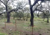 Non-developable land for sale in Cortes de la Frontera ref: TR110118 photo