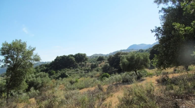 Malaga - Cortes de la Frontera - 75018m2