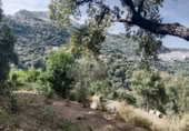 Masia amb terreny en venda a Algatocín ref.: TR185287 foto