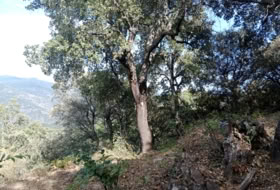Foto 19