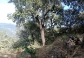 Masia amb terreny en venda a Algatocín ref.: TR185287 foto