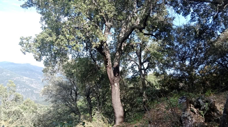 Malaga - Algatocín - 20000m2