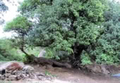 Masia amb terreny en venda a Gaucín ref.: TR224942 foto
