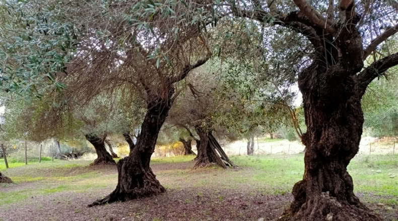 Málaga - Algatocín - 140000m2