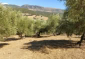 Masia amb terreny en venda a Cortes de la Frontera ref.: TR232472 foto