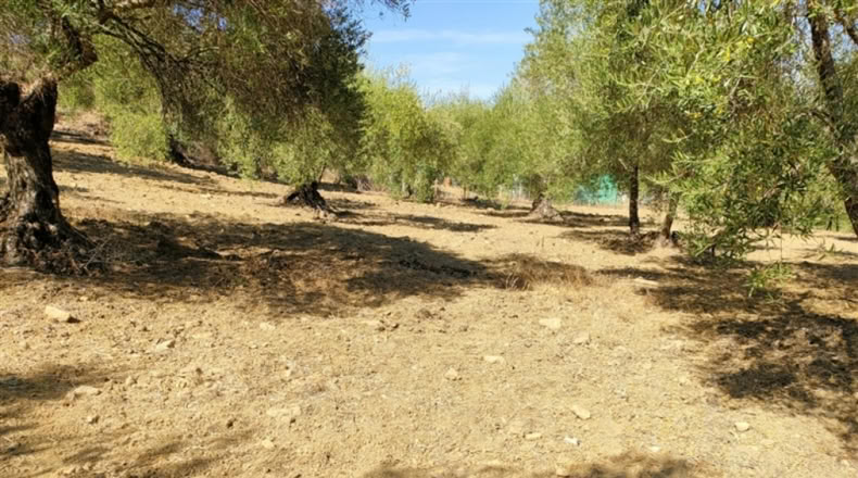 Malaga - Кортес де ла Фронтера - 5500m2