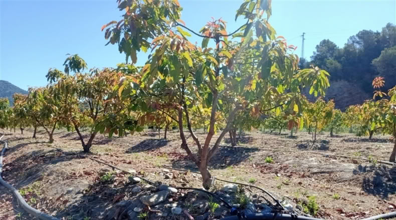 Málaga - Jubrique - 55m2