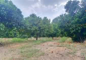 Masia with land for sale in Jimena de la Frontera ref: TR110001 photo