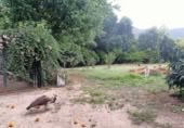 Masia with land for sale in Jimena de la Frontera ref: TR110001 photo