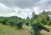 Masia with land for sale in Jimena de la Frontera ref: TR110001 photo