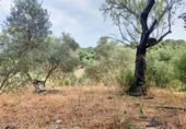 Masia with land for sale in Jimena de la Frontera ref: TR110001 photo