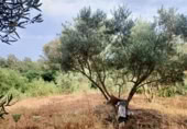Masia with land for sale in Jimena de la Frontera ref: TR110001 photo