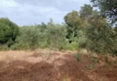 Masia with land for sale in Jimena de la Frontera ref: TR110001 photo