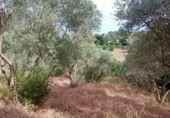 Masia with land for sale in Jimena de la Frontera ref: TR110001 photo