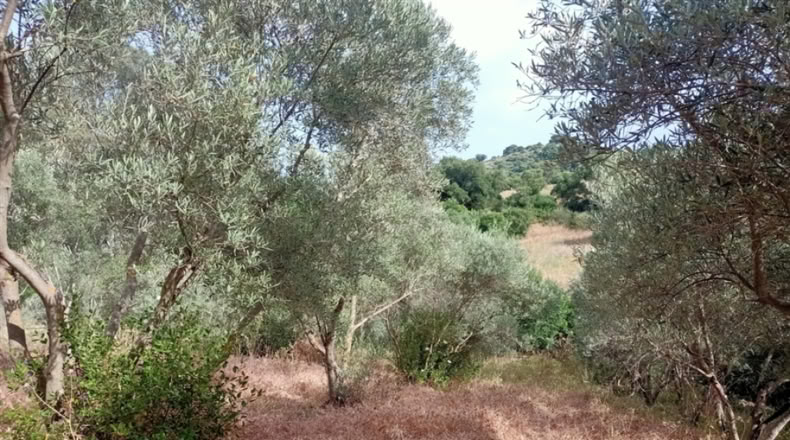 Málaga - Gaucín - 40m2