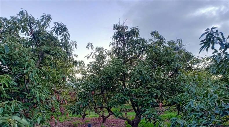 Málaga - Jubrique - 100m2
