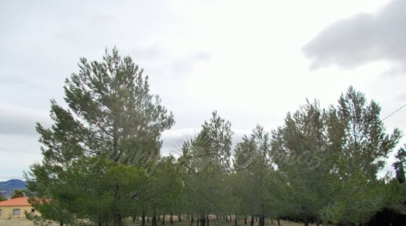 Albacete - Almansa - 8500m2