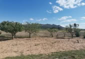 Masia with land for sale in Yecla ref: TR200893 photo