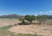 Masia with land for sale in Yecla ref: TR200893 photo