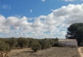 Masia with land for sale in Yecla ref: TR200939 photo