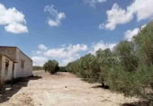 Masia with land for sale in Yecla ref: TR200939 photo