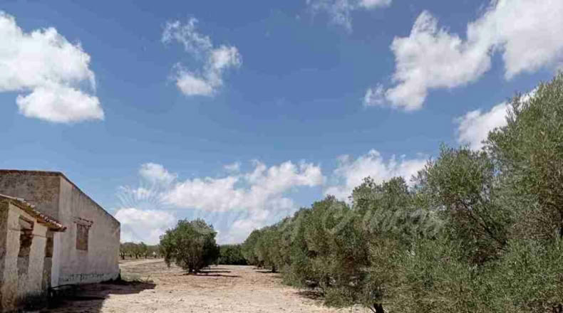 Murcia - Yecla - 9600m2