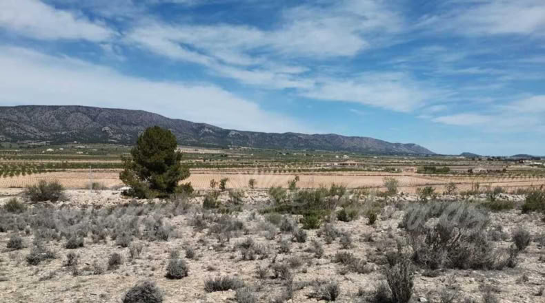 Alicante - Paredón - 11000m2