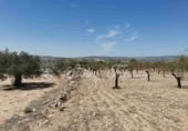 Non-developable land for sale in Biar ref: TR111108 photo
