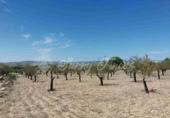 Non-developable land for sale in Biar ref: TR111108 photo