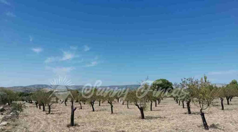 Alicante - Biar - 10000m2